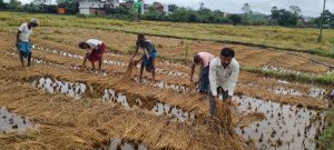 *बारिश ने तोड़ दी किसानों की कमर: धान की फसल डूबी, मेहनत बर्बाद* गावां प्रखंड अंतर्गत स्थित गदर पंचायत के महतपुर गांव के किसानों के धान के फसल लगातार हो रही बेमौसम बारिश के कारण बर्बाद हो गया बेमौसम बरसात ने किसानों की सालभर की मेहनत पर पानी फेर दिया है । खेतों में पानी ही पानी है, और धान की फसल पूरी तरह डूब चुकी है। जो फसल कुछ दिनों पहले लहलहा रही थी, अब वह मिट्टी में मिल गई है। किसानों के चेहरे पर मायूसी छा गई है, और उनकी आँखों में आँसू हैं । *किसानों का संघर्ष* किसानों ने इस फसल को उगाने के लिए दिन-रात एक कर दिया था। उन्होंने बीज बोने से लेकर निराई-गुड़ाई और खाद-पानी देने तक हर मुमकिन कोशिश की थी। जब फसल पककर तैयार हुई, तो उन्हें उम्मीद थी कि इस बार उनकी मेहनत का फल मिलेगा और उनका परिवार खुशहाल होगा । लेकिन अचानक हुई इस बारिश ने सब कुछ बर्बाद कर दिया। किसानों का कहना है, "हमने अपने खून-पसीने से इस फसल को उगाया था। हमने उम्मीद की थी कि यह फसल हमारे बच्चों की पढ़ाई का खर्च निकालेगी, घर का गुजारा करेगी। लेकिन अब सब कुछ खत्म हो गया ।" *किसानों का दर्द* एक किसान ने बताया, "मैंने 5 एकड़ जमीन में धान लगाया था। अब वह सारा पानी में डूब गया है। मेरी पत्नी का इलाज चल रहा है, बच्चों की फीस देनी है... अब क्या होगा? सरकार से बस एक आस है कि वह हमारी मदद करे।" दूसरे किसान ने कहा, "हमने कर्ज लेकर बीज और खाद डाला था। अगर सरकार मुआवजा नहीं देती, तो हम आत्महत्या करने को मजबूर हो जाएंगे! " *सरकार से गुहार* किसान सरकार से गुहार लगा रहे हैं कि वह जल्द से जल्द उनकी फसलों का सर्वे करवाए और उचित मुआवजा दे ????। उनका कहना है, "हमने मेहनत की है, अब सरकार को हमारी मदद करनी चाहिए। हमें अगले सीजन के लिए भी तैयारी करनी है " *निष्कर्ष* यह बारिश किसानों के लिए अभिशाप बन गई है। उनकी मेहनत, उनका संघर्ष, सब बेकार हो गया। अब बस एक उम्मीद बची है - सरकार की मदद। देखते हैं सरकार कब तक किसानों की सुध लेती है । इस मामले को संज्ञान में लेते हुए जिला उपायुक्त महोदय रामनिवास यादव ने कहा कि किसानों के फसल का जो नुकसान हुआ है जांच उपरांत मुआवजा दिया जाएगा किसानों के आवाज को लोकसभा में भी उठाया गया था विभाग सक्रिय है सकारात्मक पहल किया जाएगा !! मौके पर किस मिथिलेश कुमार निर्झर,शिवनारायण पंडित ,देवकी पंडित ,बूंदी पंडित , विनोद कुमार साव, सुरेंद्र कुमार, शंभू कुमार,बाबूलाल पंडित ,महेंद्र पंडित ,मुन्नी पंडित ,सुशीला देवी ,आर्यन ,धर्मेंद्र , परवीन ,निरंजन आयुष, शांतनु ,सुमित उपस्थित हुए !